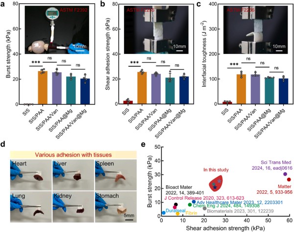 1764119494232389.jpg 图片2-组织粘附性.jpg