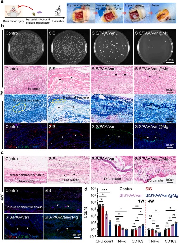 1764119534299474.jpg 图片5-小鼠抗菌.jpg