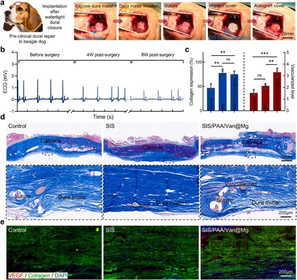 1764119550431008.jpg 图片7-犬模型.jpg